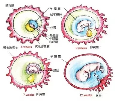 供卵试管婴儿移植后需要住院治疗吗？
