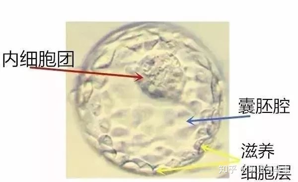 供卵做代怀代生促排卵期间有哪些注意事项？