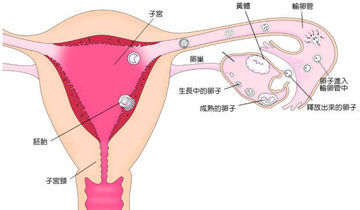 孕妇做供卵赠卵试管代怀时在饮食方面应注意什么？