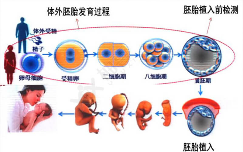 赠卵试管婴儿什么是囊胚